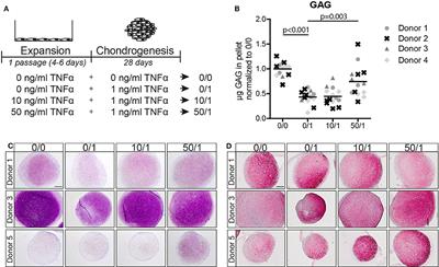 Enhanced Chondrogenic Capacity of Mesenchymal Stem Cells After TNFα Pre-treatment